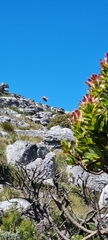 Mimetes fimbriifolius