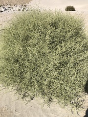 Dicoria canescens