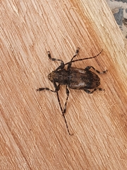 Aegomorphus jaspideus