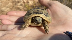 Testudo graeca