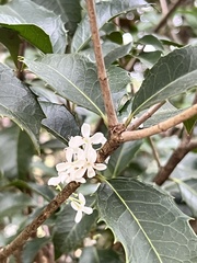 Osmanthus heterophyllus