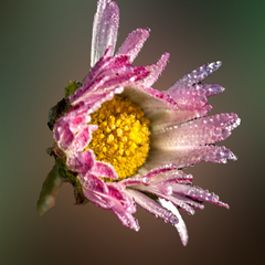 Bellis sylvestris