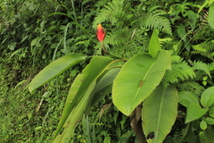 Heliconia episcopalis