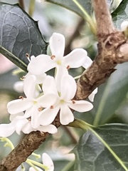 Osmanthus heterophyllus