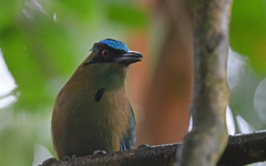 Momotus aequatorialis