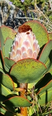 Protea speciosa
