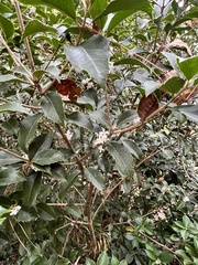 Osmanthus heterophyllus