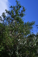 Salix phylicifolia