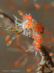 Coryphella verta
