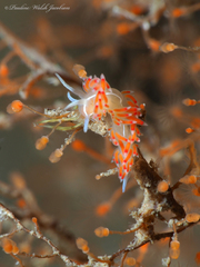 Coryphella verta