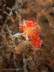 Coryphella verta