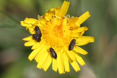 Anthaxia quadripunctata