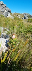 Protea speciosa