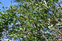 Salix phylicifolia