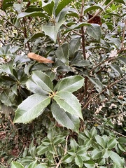 Osmanthus heterophyllus