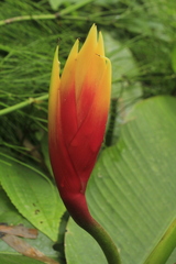 Heliconia episcopalis