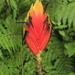 Heliconia episcopalis - Photo (c) Apipa, some rights reserved (CC BY-NC), uploaded by Apipa