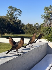 Quiscalus major westoni