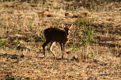 Sylvicapra grimmia caffra