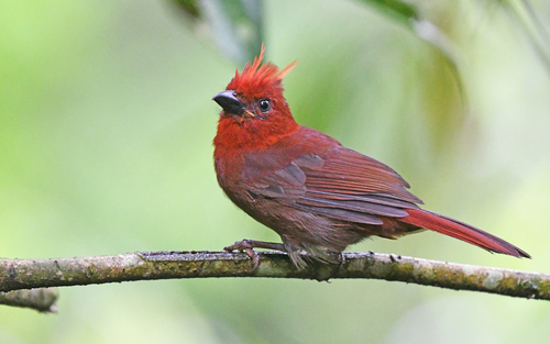Crested Ant Tanager (Driophlox cristata), photo 4