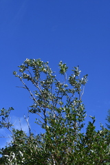 Salix alaxensis