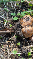 Tricholoma fracticum