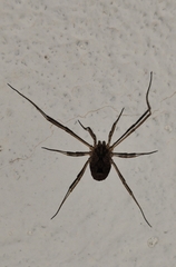 Lacinius