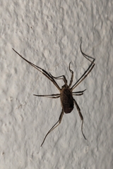 Lacinius