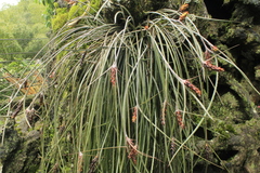 Acanthostachys strobilacea