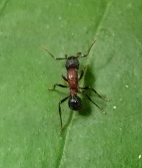 Stictoponera bicolor