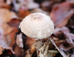 Macrolepiota mastoidea