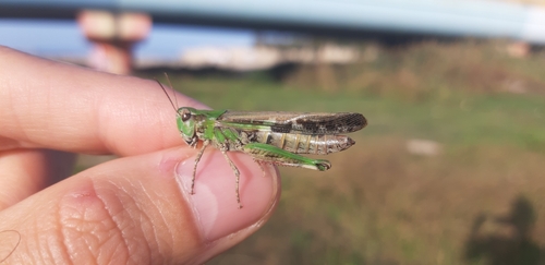 Slender Green-winged Grasshopper photo 3