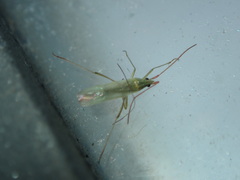 Trigonotylus caelestialium