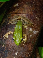 Lithobates vaillanti