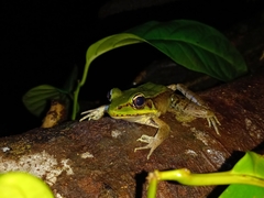 Lithobates vaillanti