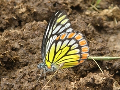 Prioneris sita