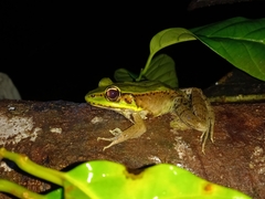 Lithobates vaillanti