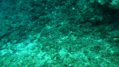 Aulostomus strigosus