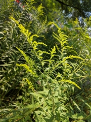 Solidago