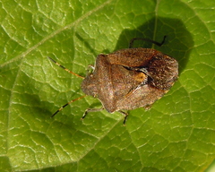 Peribalus strictus