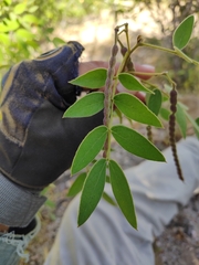Senna villosa