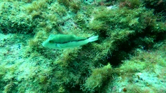 Canthigaster capistrata