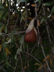 Pyrus salicifolia