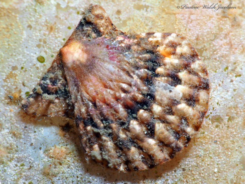 Antillean Scallop