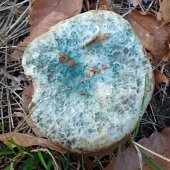 Lactarius deterrimus