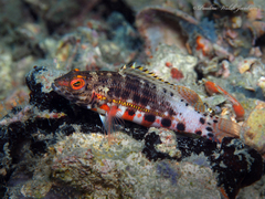 Serranus baldwini