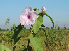 Ipomoea carnea