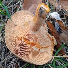 Lactarius deterrimus