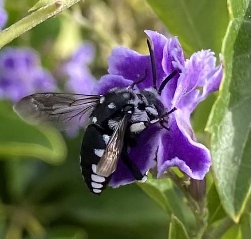 Histrionic Cloak-and-dagger Bee