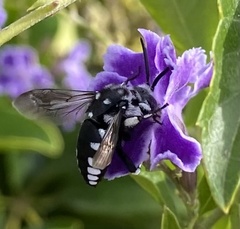 Thyreus histrionicus